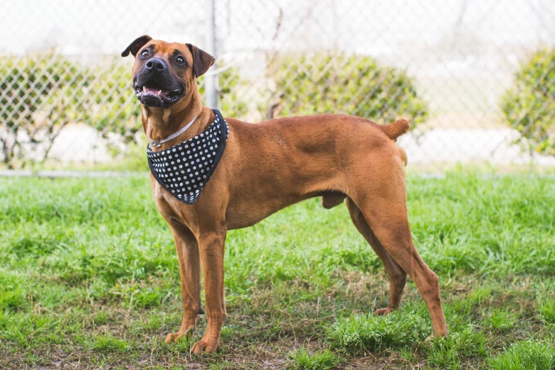 a brown and black dog stands in the grass