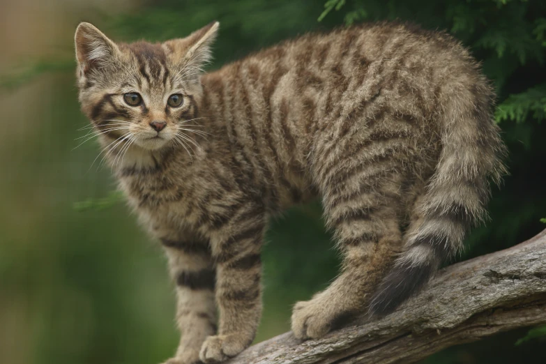 a young brown kitten standing on a limb