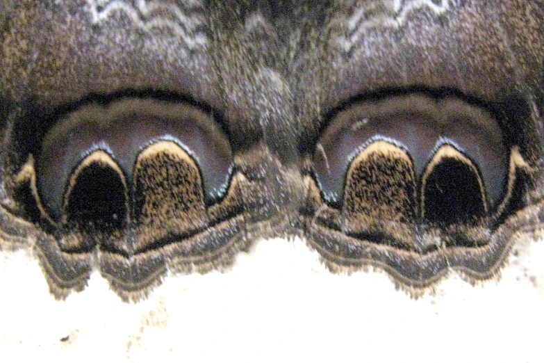 the eye portion of an animal's face