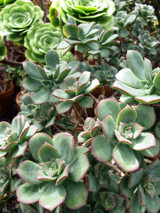 closeup of various flowers in a variety of pots