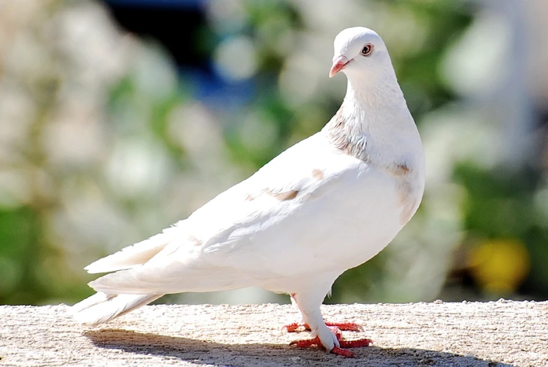 the white bird is sitting on top of the ledge