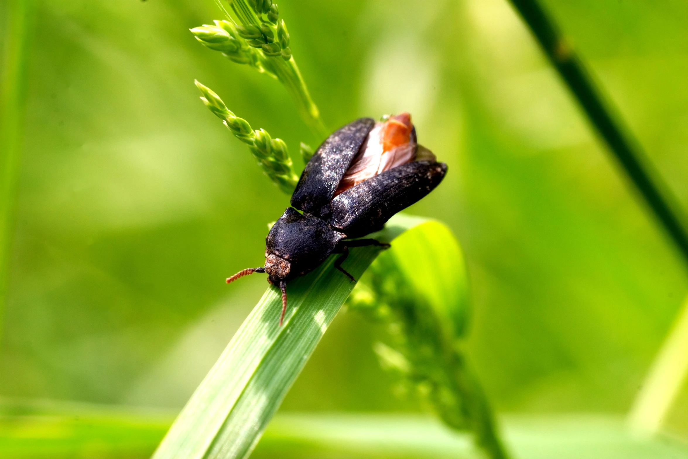 a black bug sitting on the edge of a blade of grass