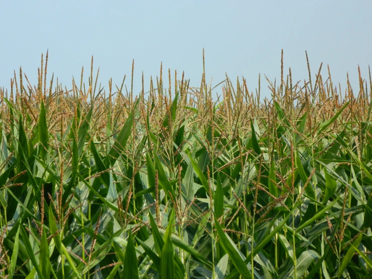 a field with rows of tall grass in front of a blue sky