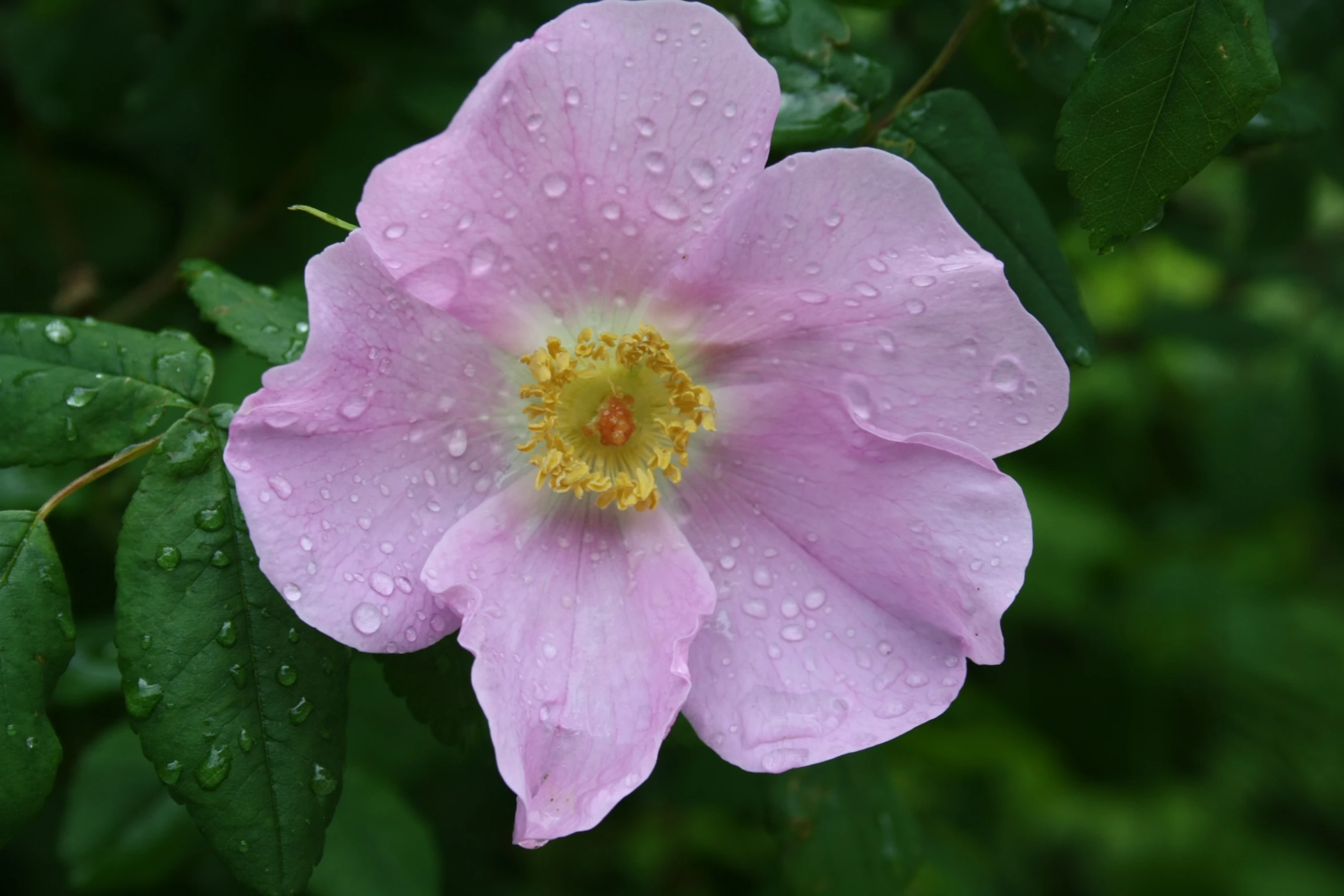 pink flower blooming in the rain on a green tree