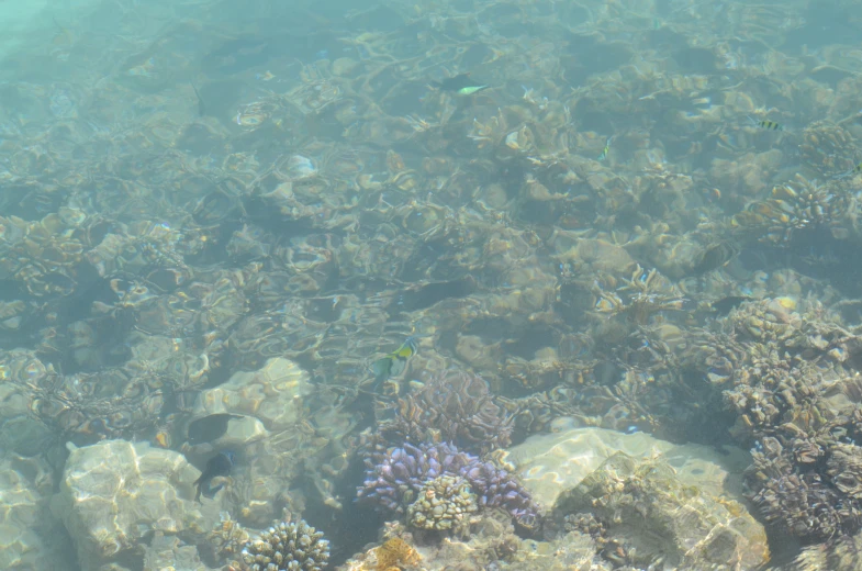 several colorful corals in clear water on the ocean