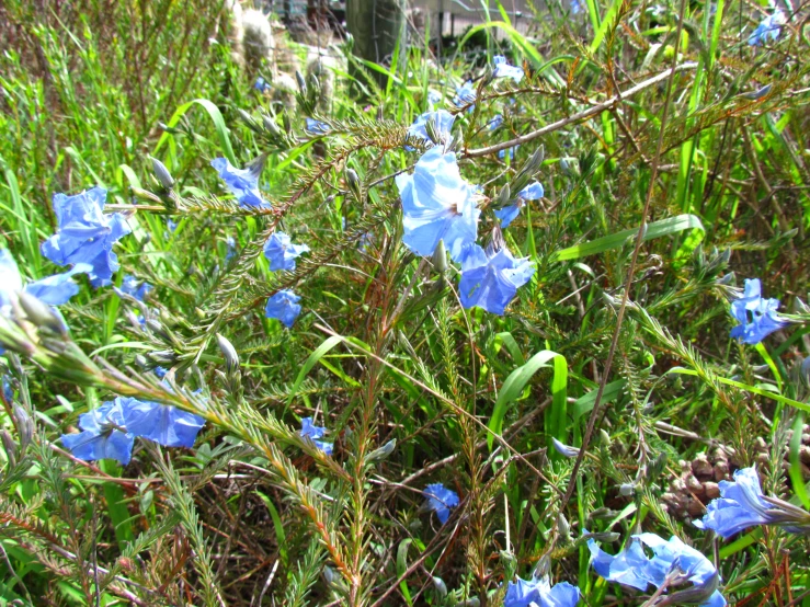 many blue flowers are growing next to the grass