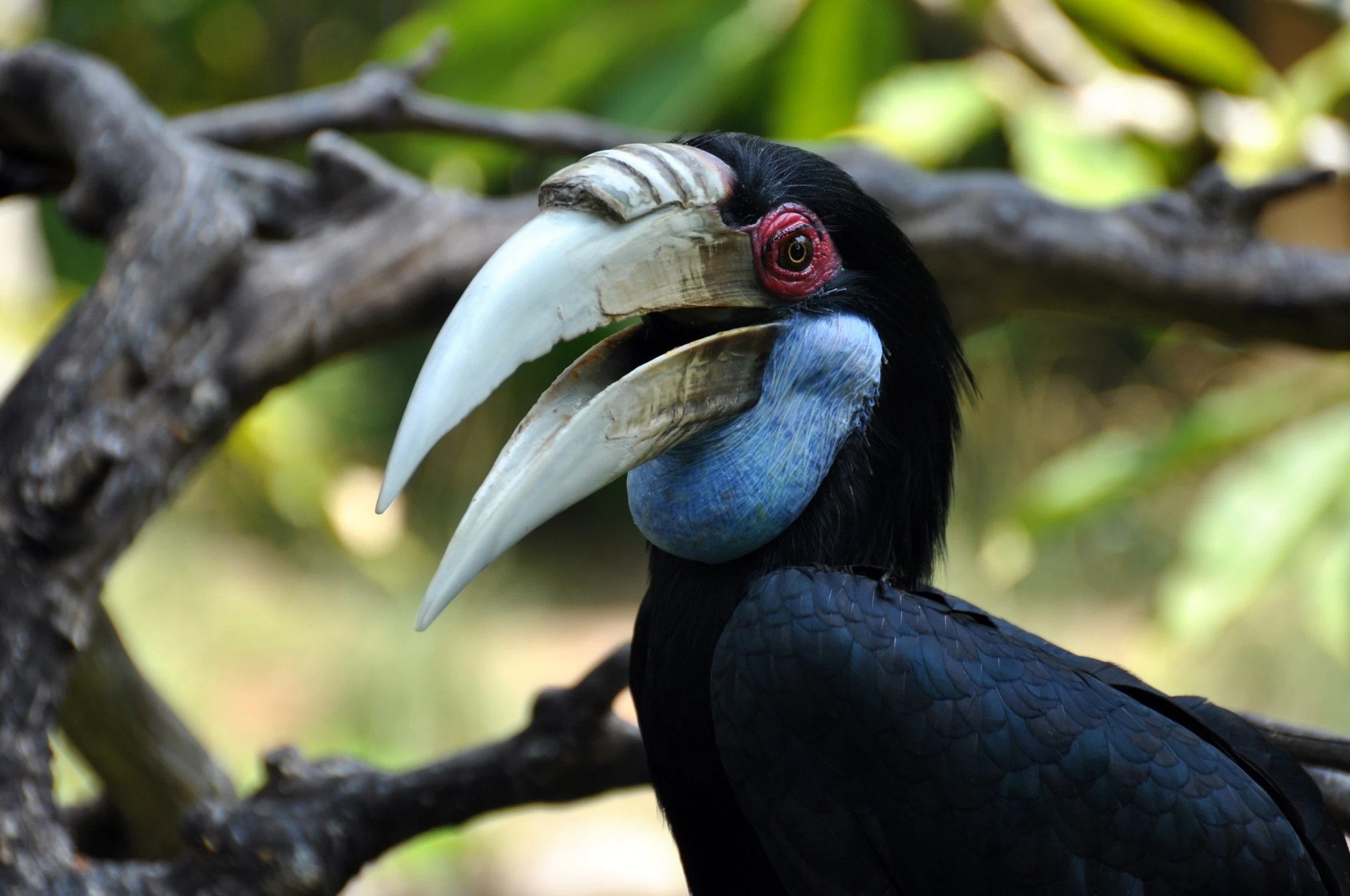 a close up view of a bird with big beak and very long bill