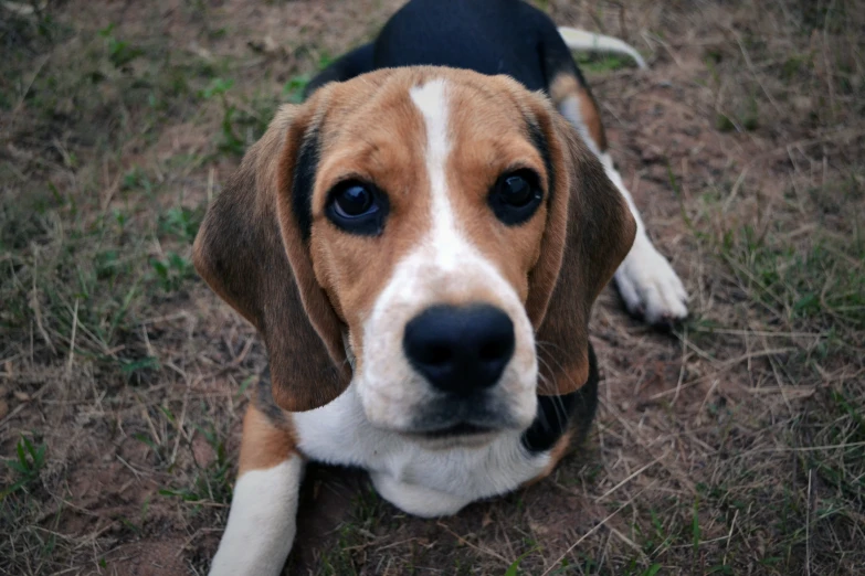 the beagle dog is looking at the camera in the grass