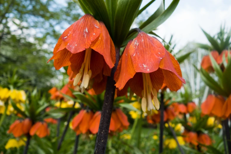 orange and yellow flowers are growing in the wild