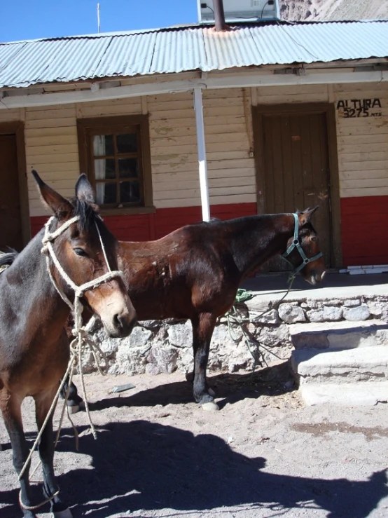 two ponies tied up outside in front of small wooden building