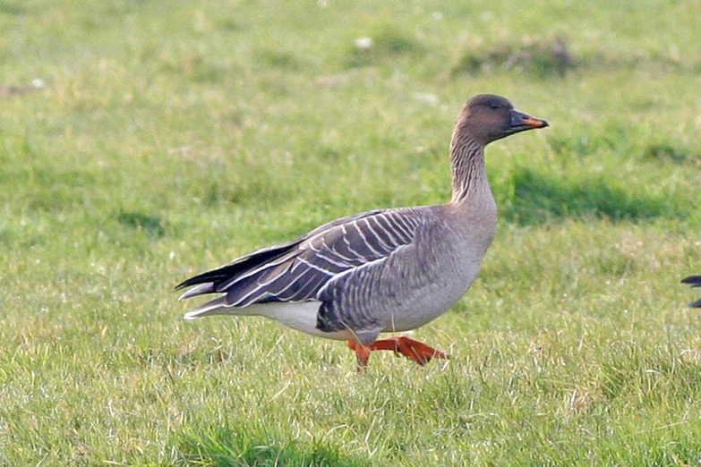 a couple of birds that are standing in the grass