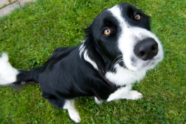 a dog with white and black markings sits on some grass