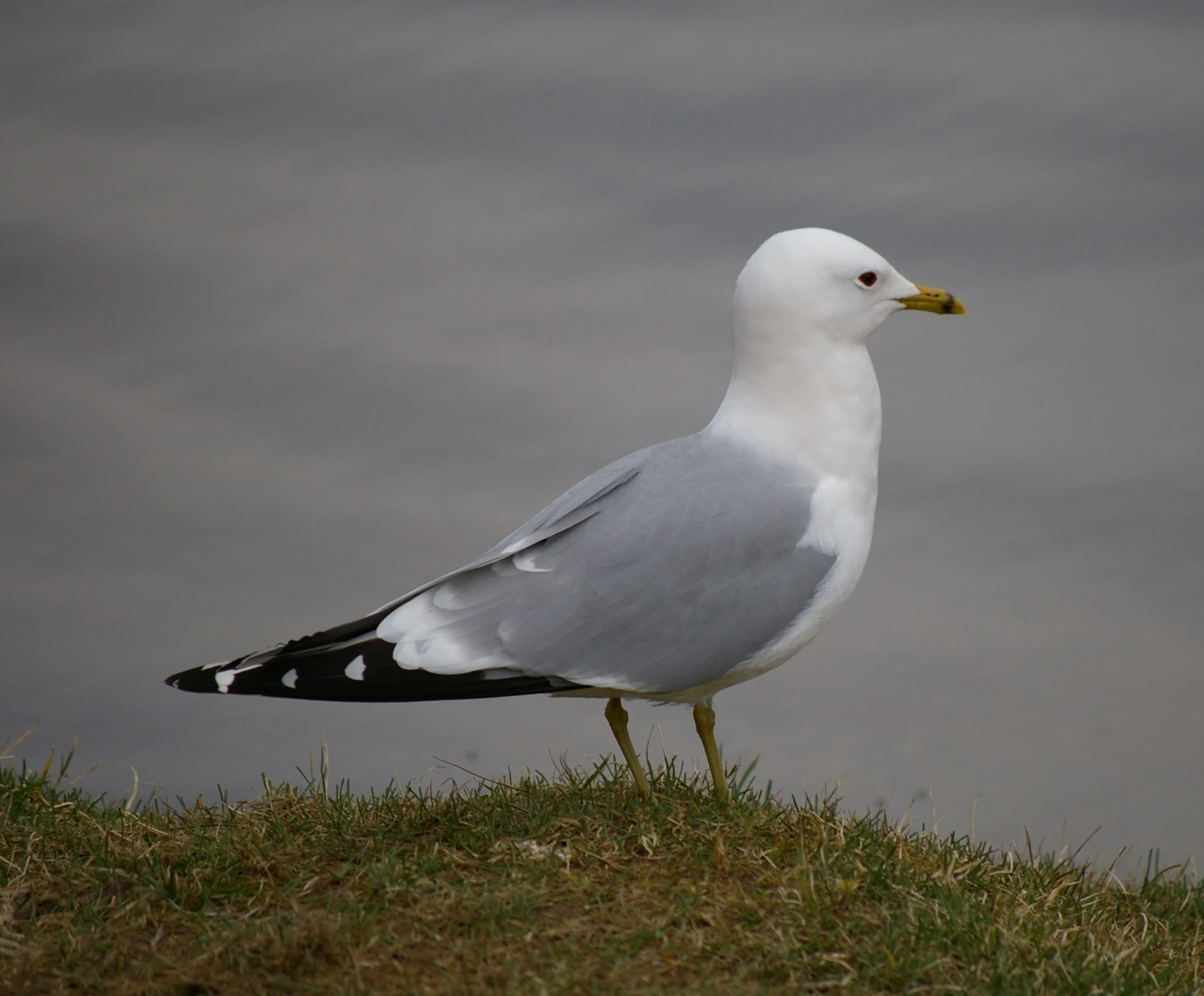 a bird standing in the grass beside the water