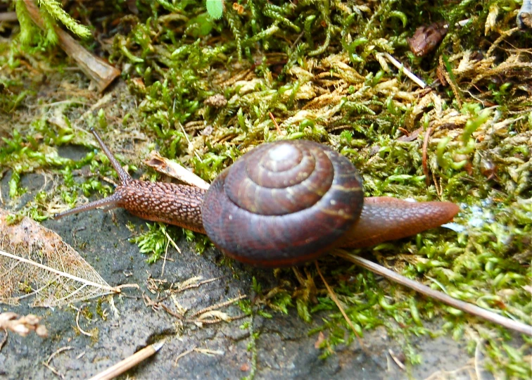 there is a snail that has fallen from its shell