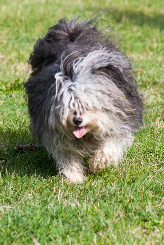 this gray dog walks on the grass with its tongue out