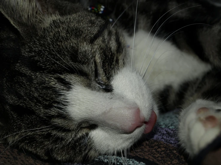 a cat curled up with his face next to its paws