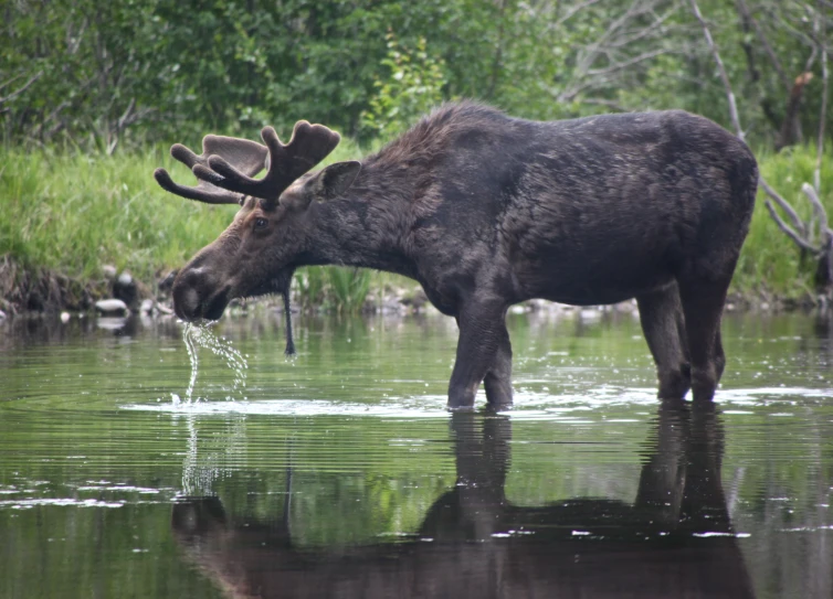 a moose that is standing in the water