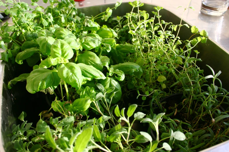 some very pretty green plants inside of a sink