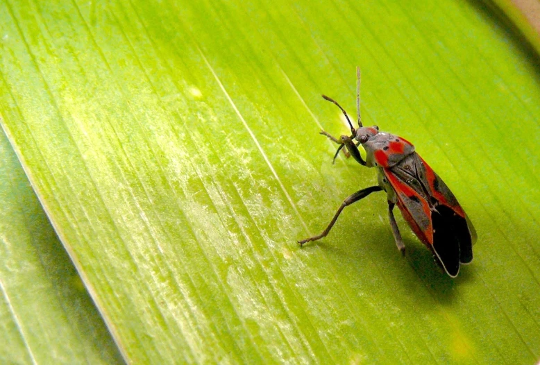 a red and black bug on a green leaf