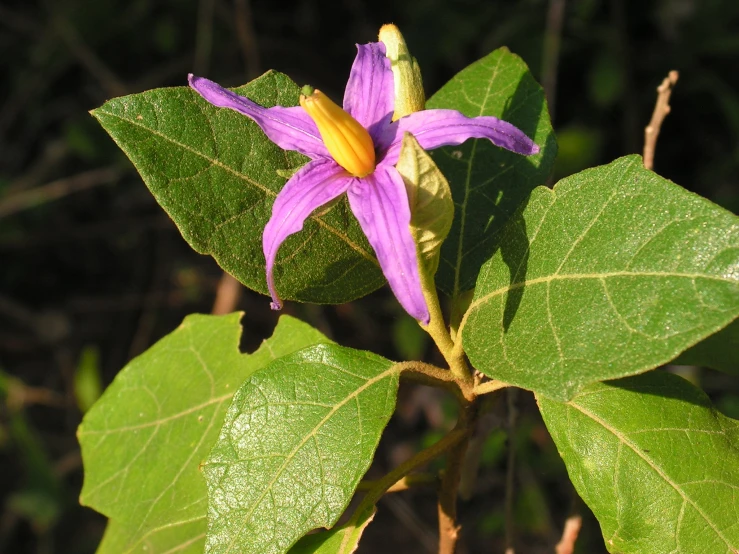 a purple flower with a yellow stigma on it's end