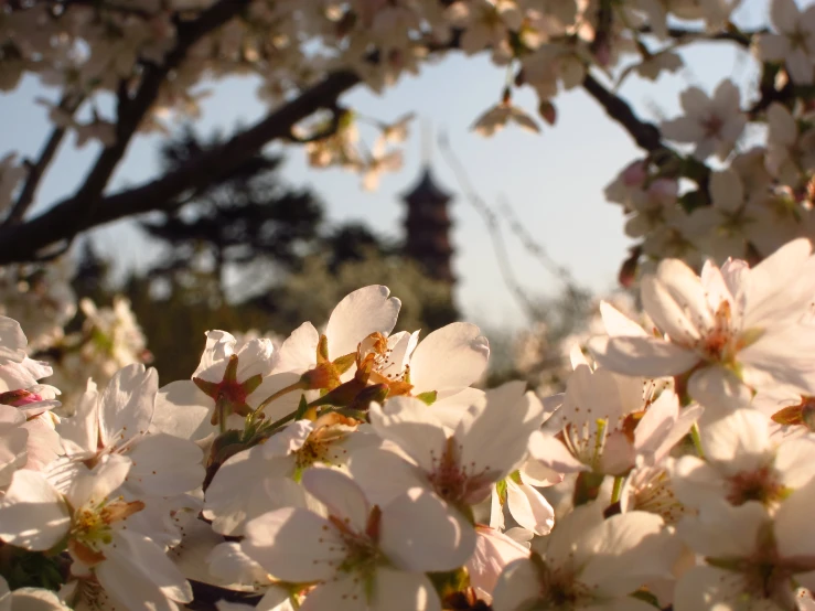 closeup of a bunch of flowers on the tree