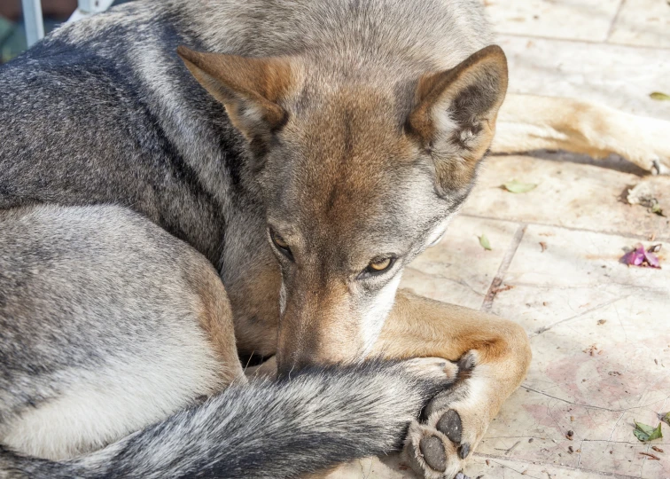 the dog is resting on the ground outside