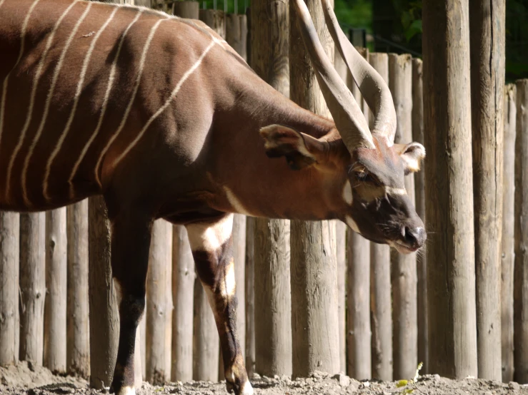 an antelope standing beside the fence outside