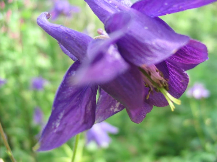 a purple flower with leaves and dew drops