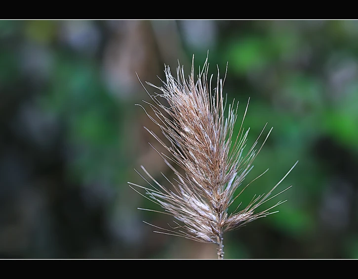 close up of small, spiky grass with blurred green background