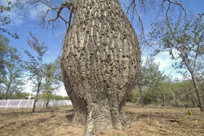 a large piece of a large tree that has been cut in half