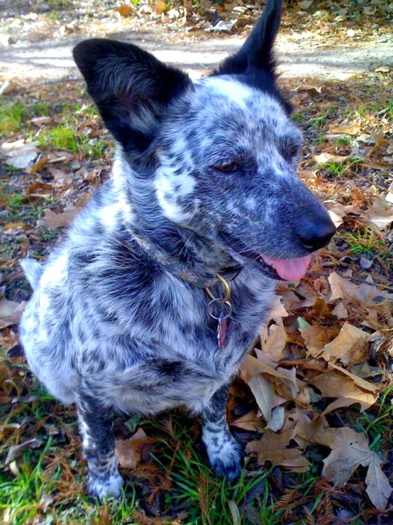 a blue heeled dog with it's tongue out sitting on leaves