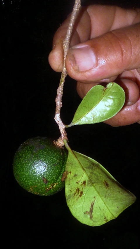 someone's hand is holding green fruit and the leaves are unripe