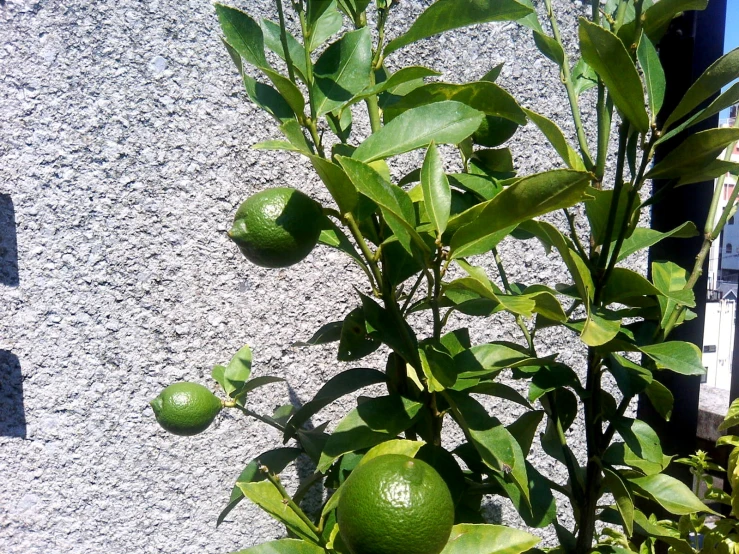 lime tree with green fruits growing in front of wall