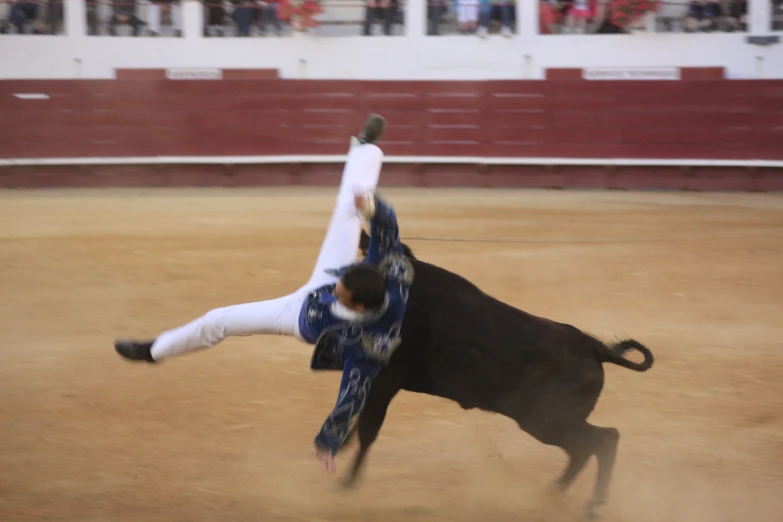 a male bull is trying to do a trick