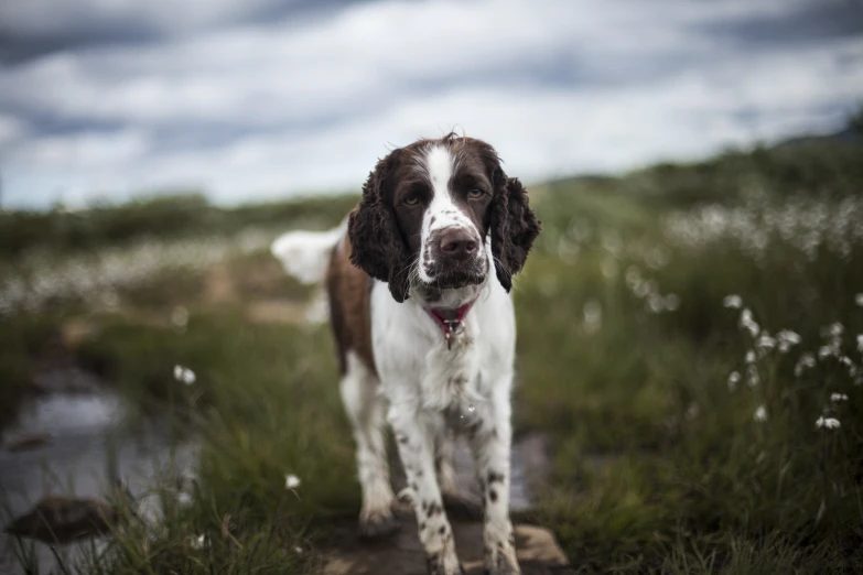 a brown and white dog standing next to a field