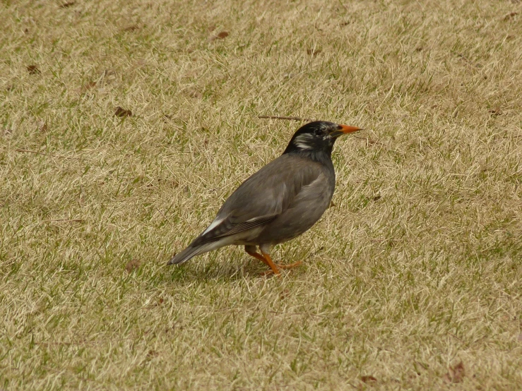 a large bird with a long beak standing in the grass