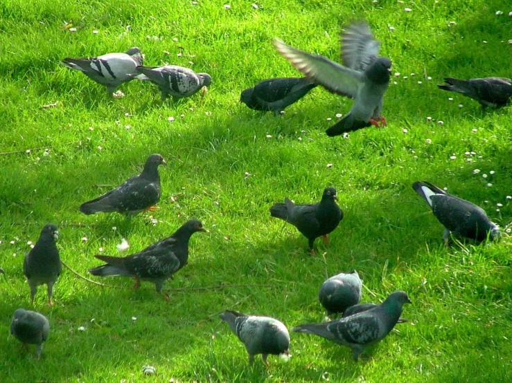 birds with spread wings walking around in a park