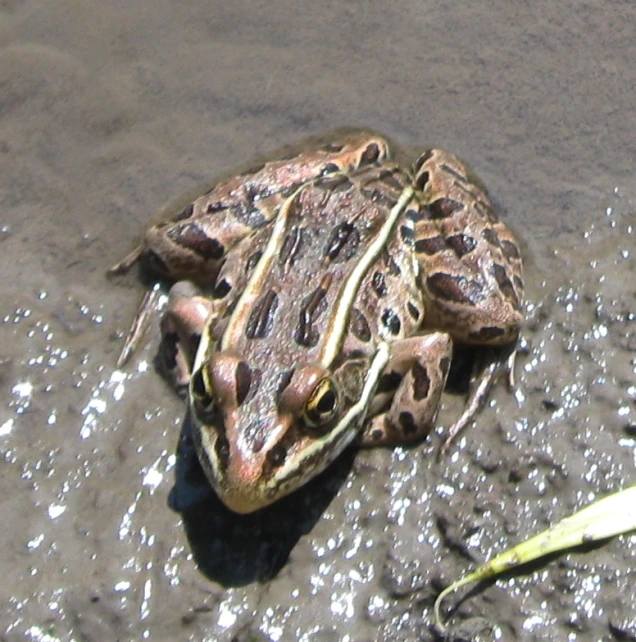 there is a frog that is laying on the ground