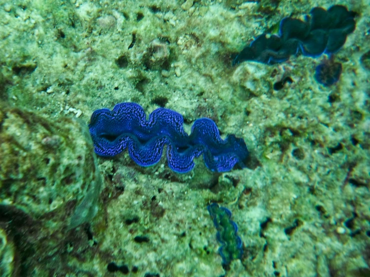 two blue sea slugs sitting on top of a reef