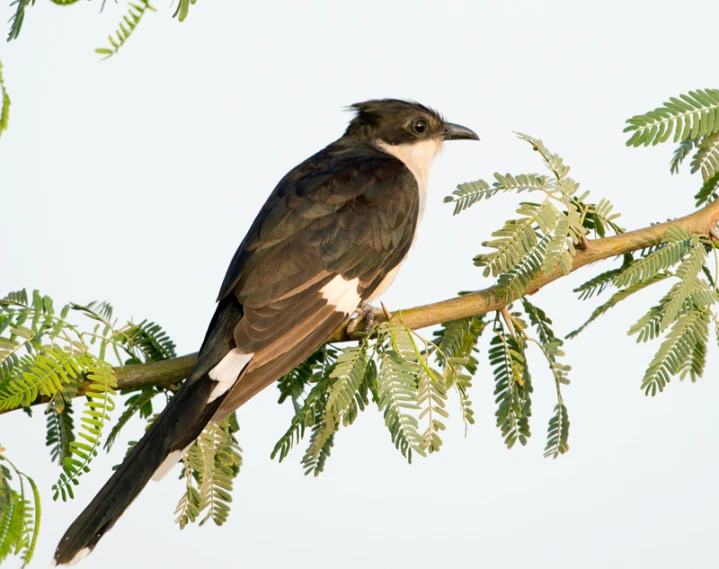 a bird perched on a tree limb looking at the camera