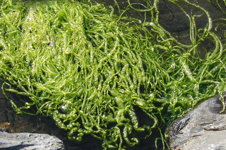 some green plants and rocks on a sunny day