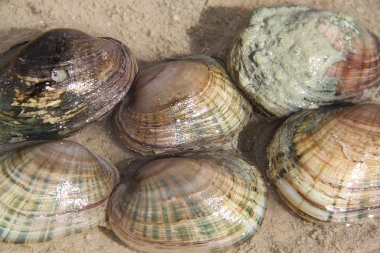 several seashells of various sizes resting on the ground