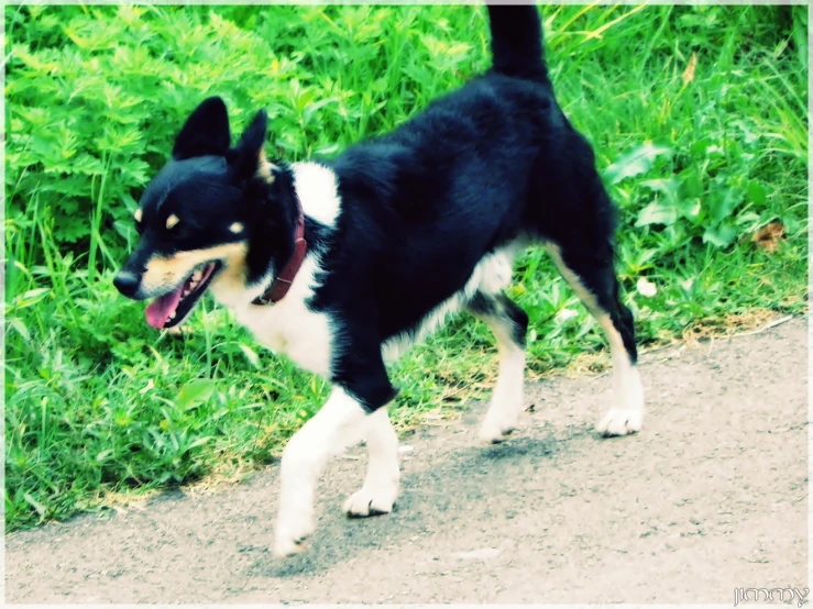 a black and white dog walking down a dirt road