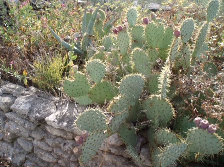 some plants are growing in a garden by a rock wall