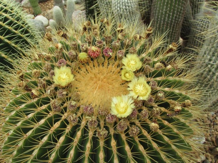 a yellow and green cactus with many other plants in the background