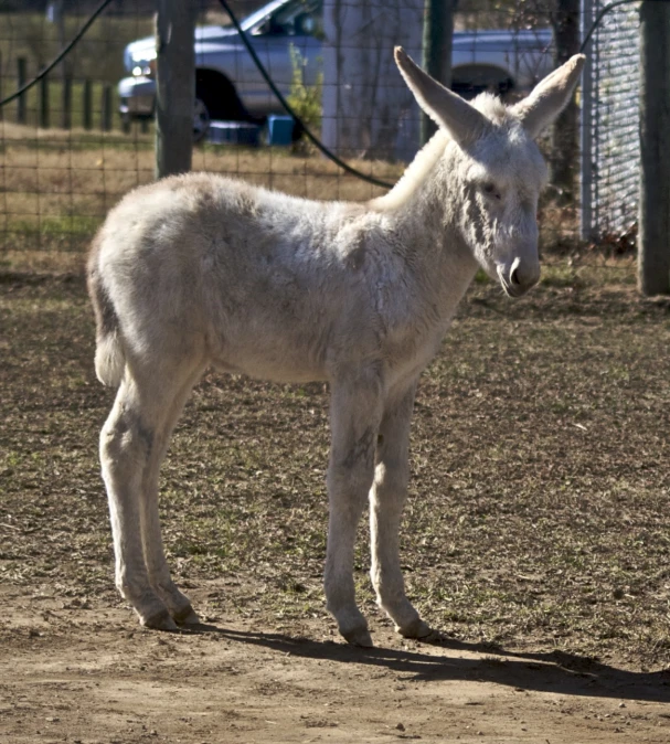 a small white donkey standing in a dirt area