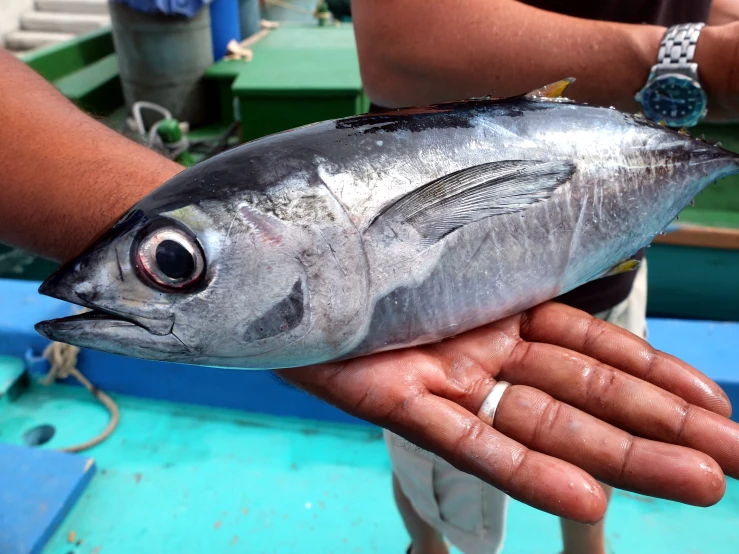 fish in the hand that is being held by someone