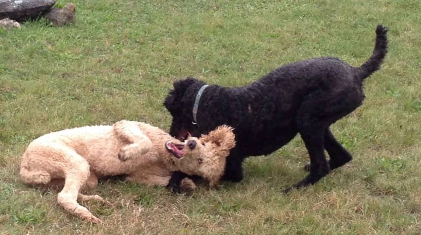 two small dogs playing with each other on the grass