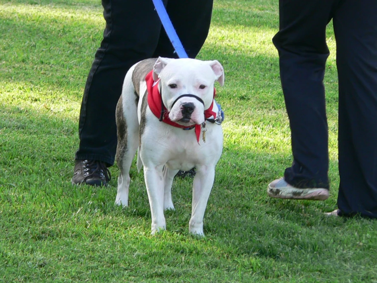 a dog with it's tongue out standing on grass