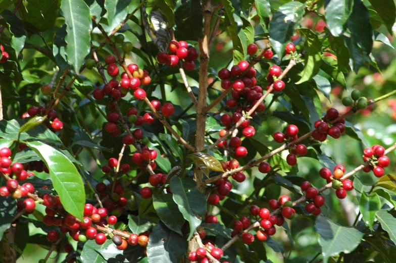 berries growing on an oak tree with lots of leaves